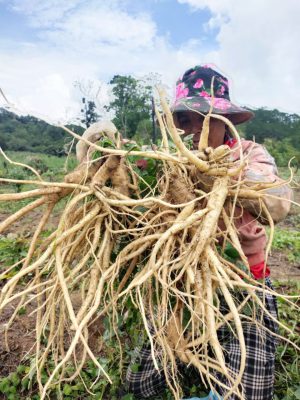 Sâm dây được thu hoạch tại vùng nguyên liệu ở Kon Tum