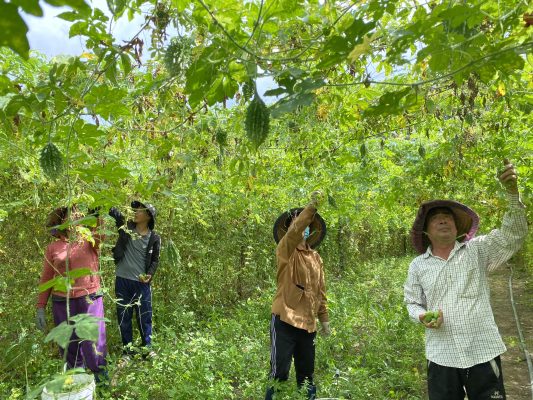 Vùng trồng khổ qua rừng taị Kon Tum
